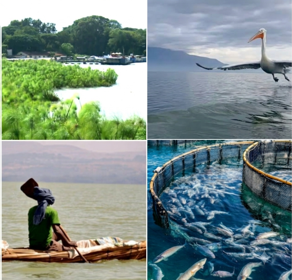Aquaculture